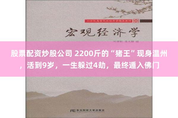 股票配资炒股公司 2200斤的“猪王”现身温州，活到9岁，一生躲过4劫，最终遁入佛门